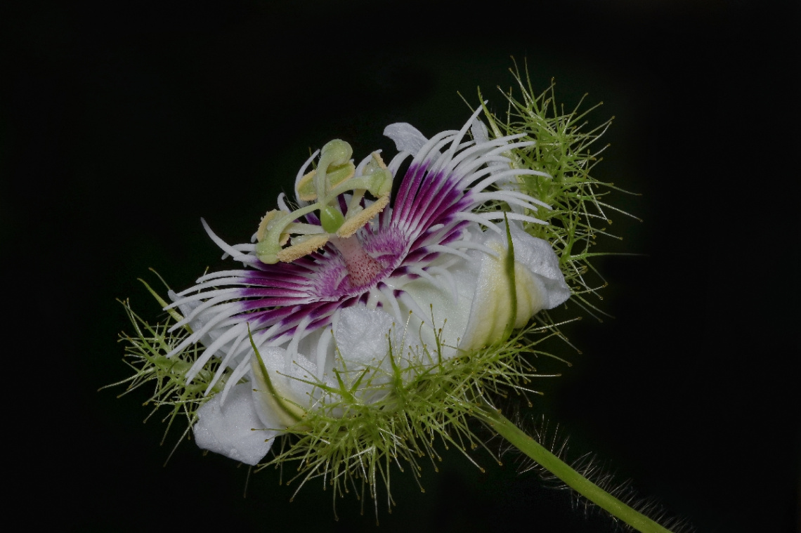 Passiflora sp