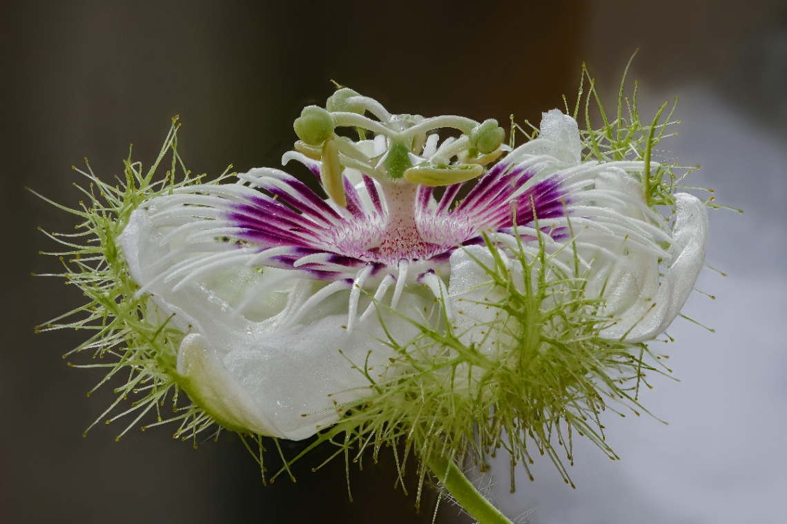 Passiflora sp