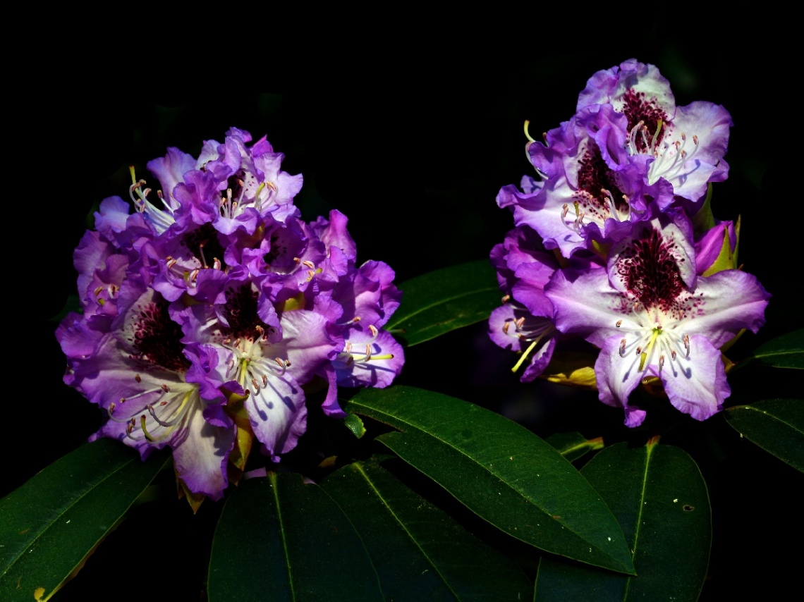 RHODODENDRON