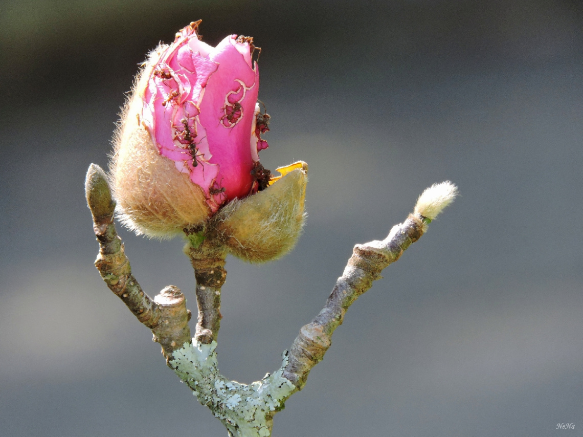 Magnolia