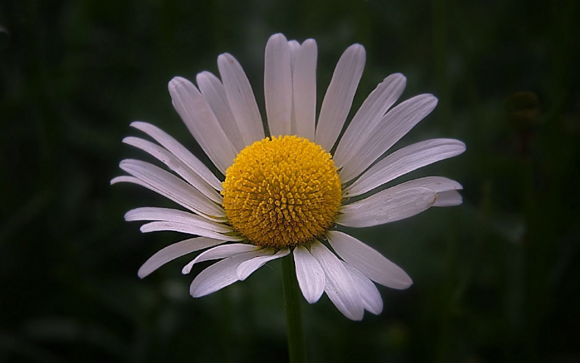 Daisy