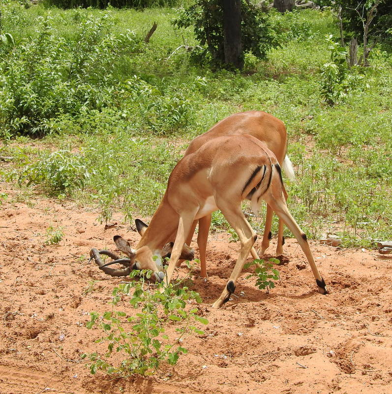 Impala Rams 