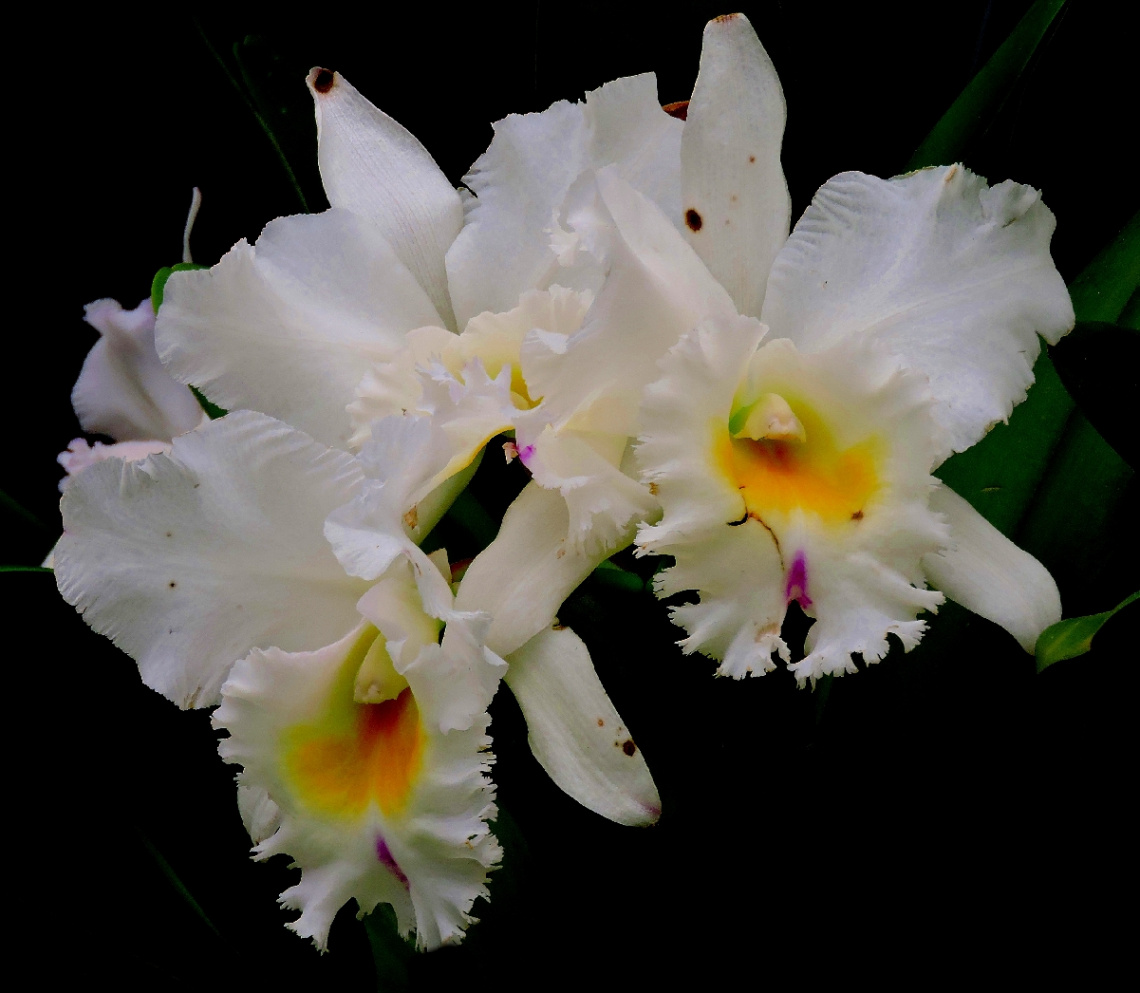 White Orchids 