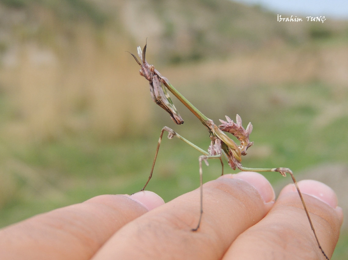 Empusa Fasciata