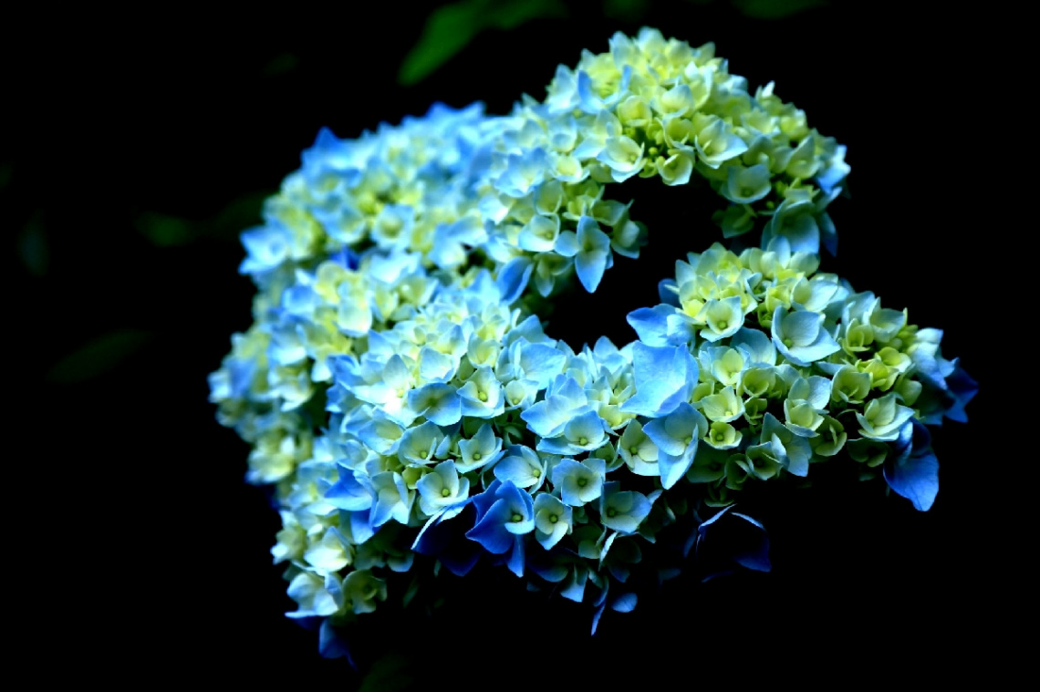 Hydrangea