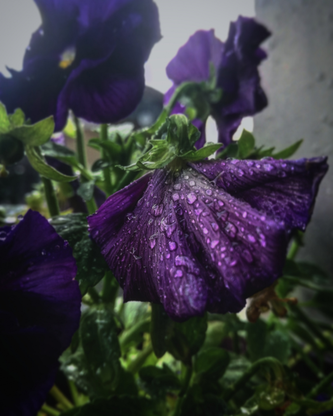 Violet in rain