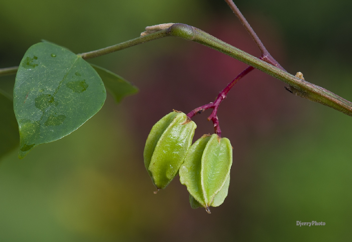 Star Fruit