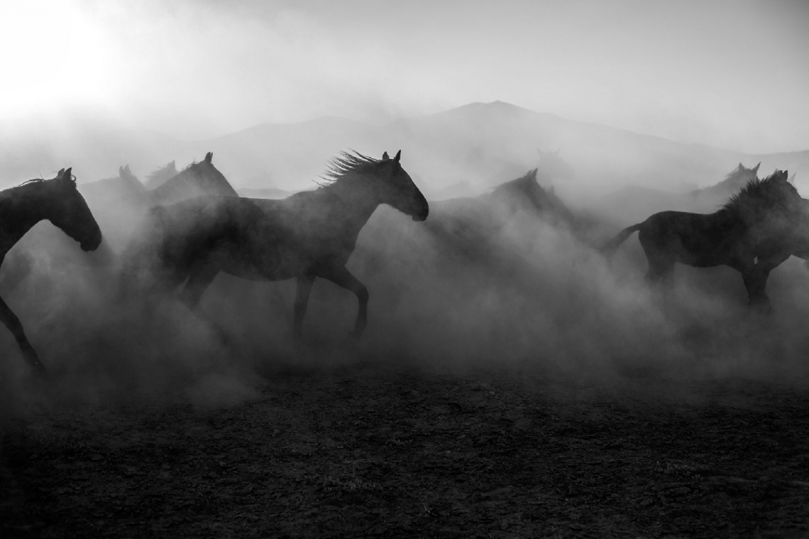 Horses