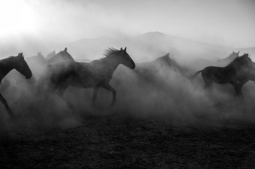 Horses