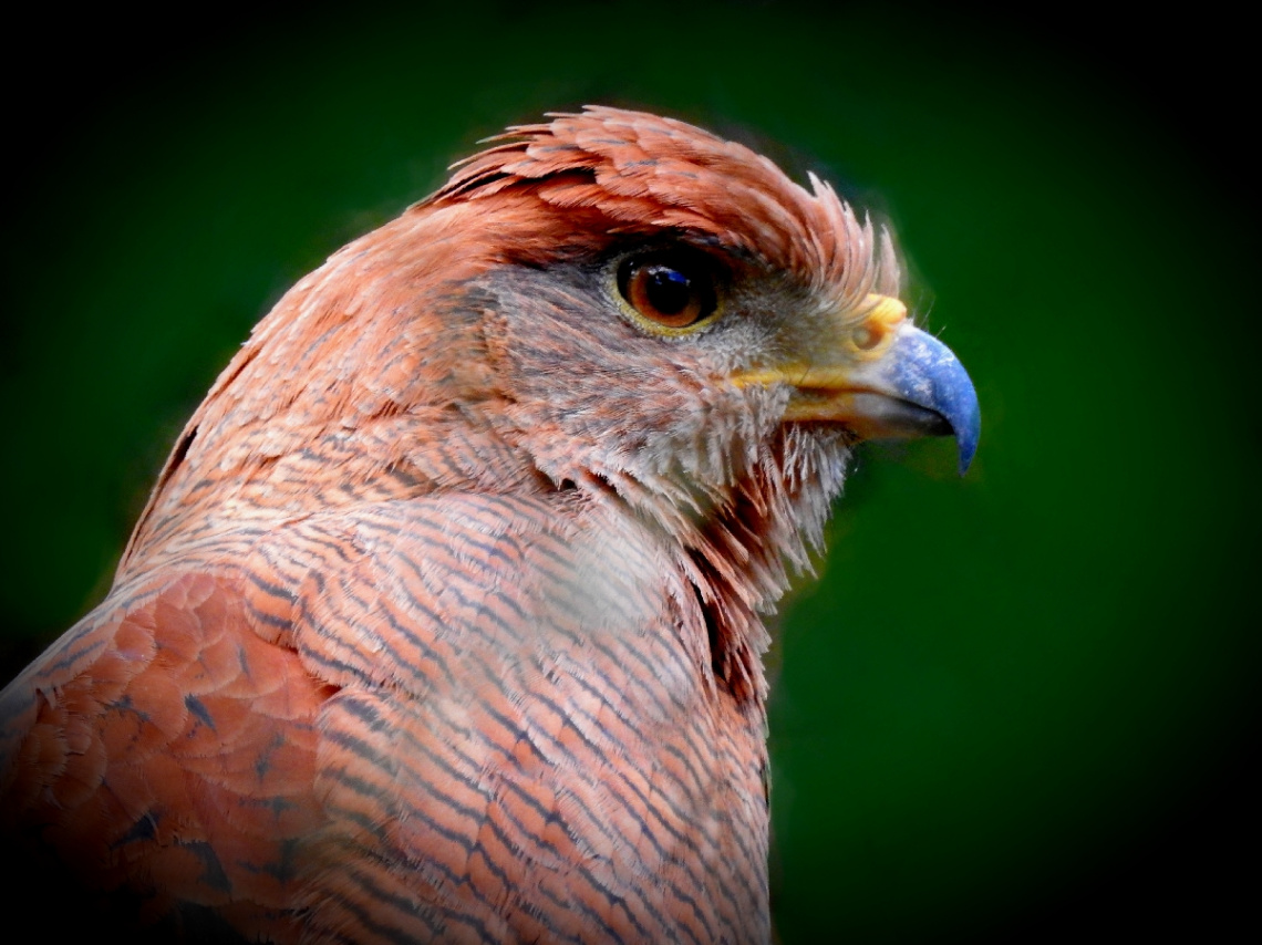  Red Tail Hawk