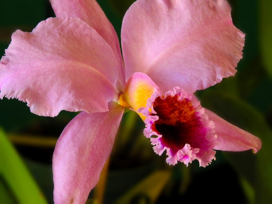 Cattleya