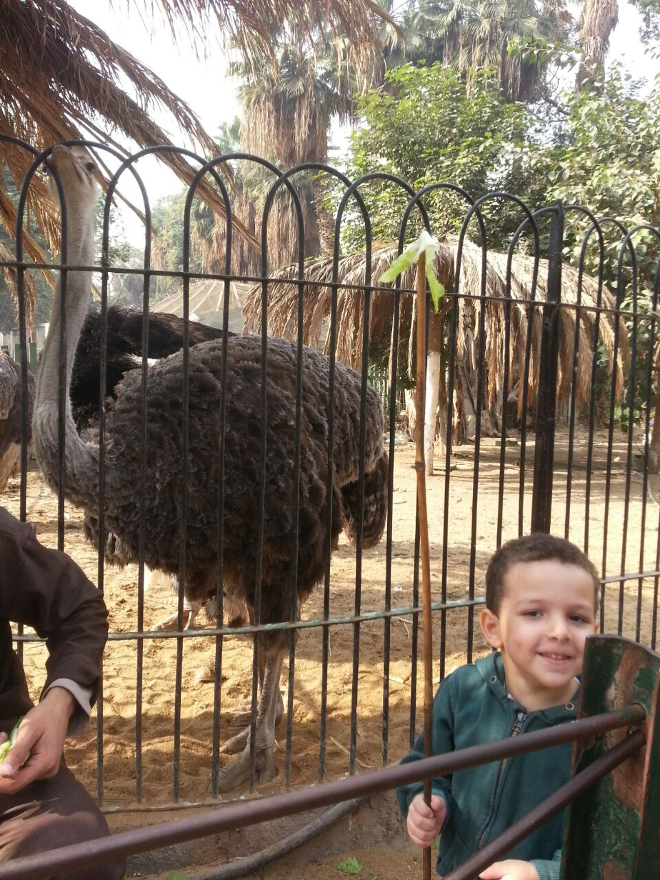 Grandson at the zoo 