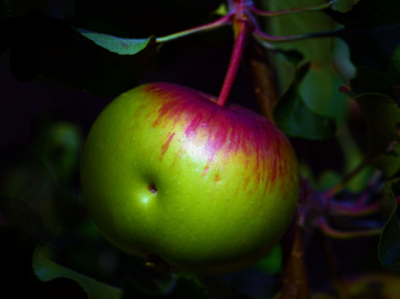 APFEL