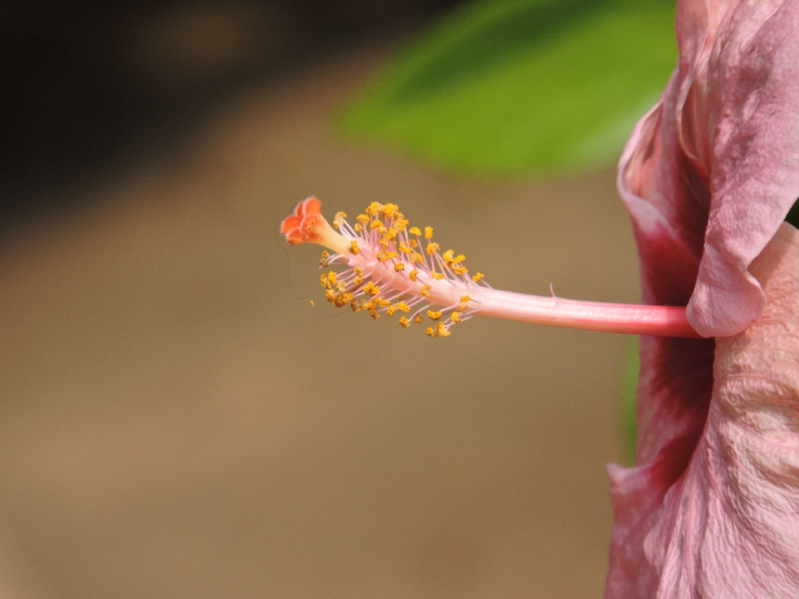 Hibiscus