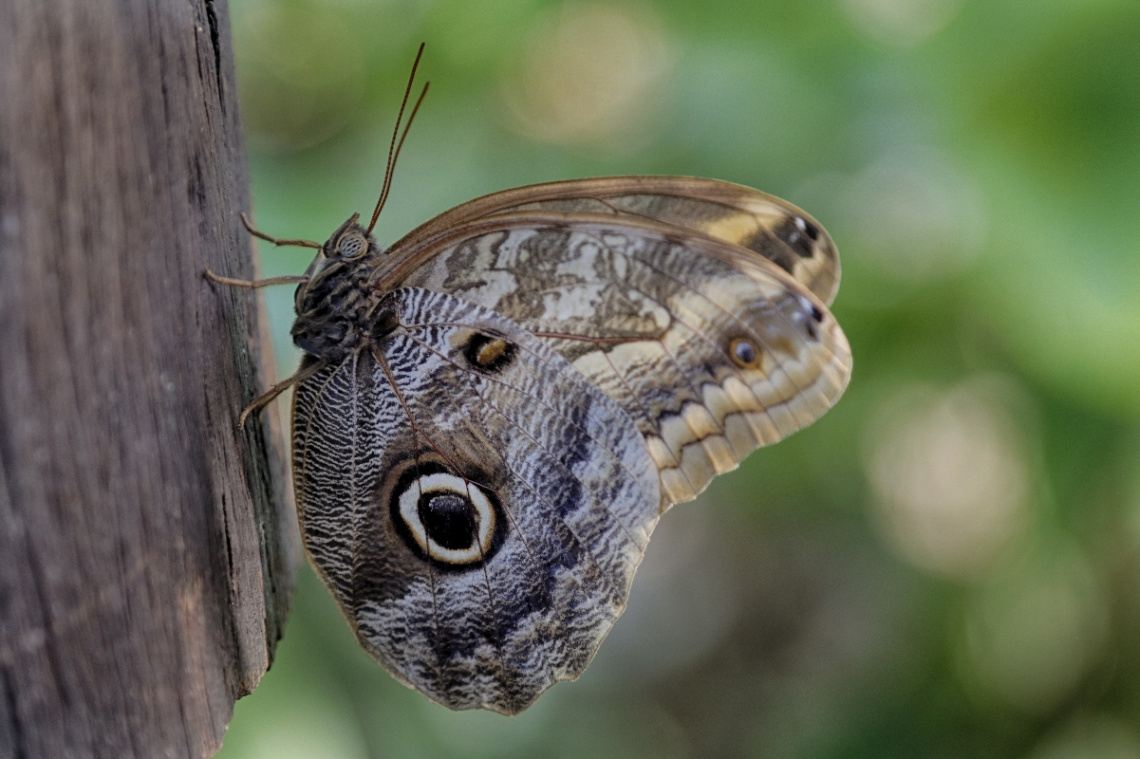 Caligo sp