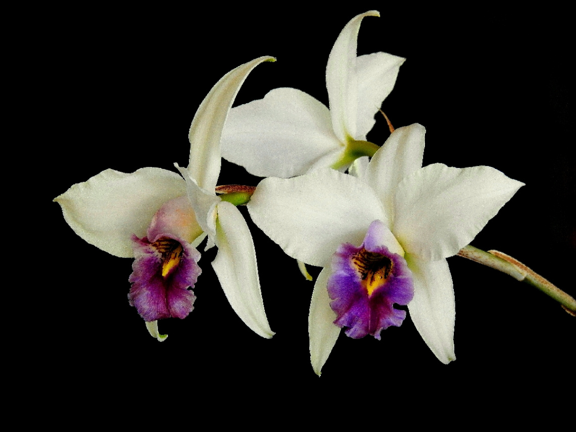 Orquídeas