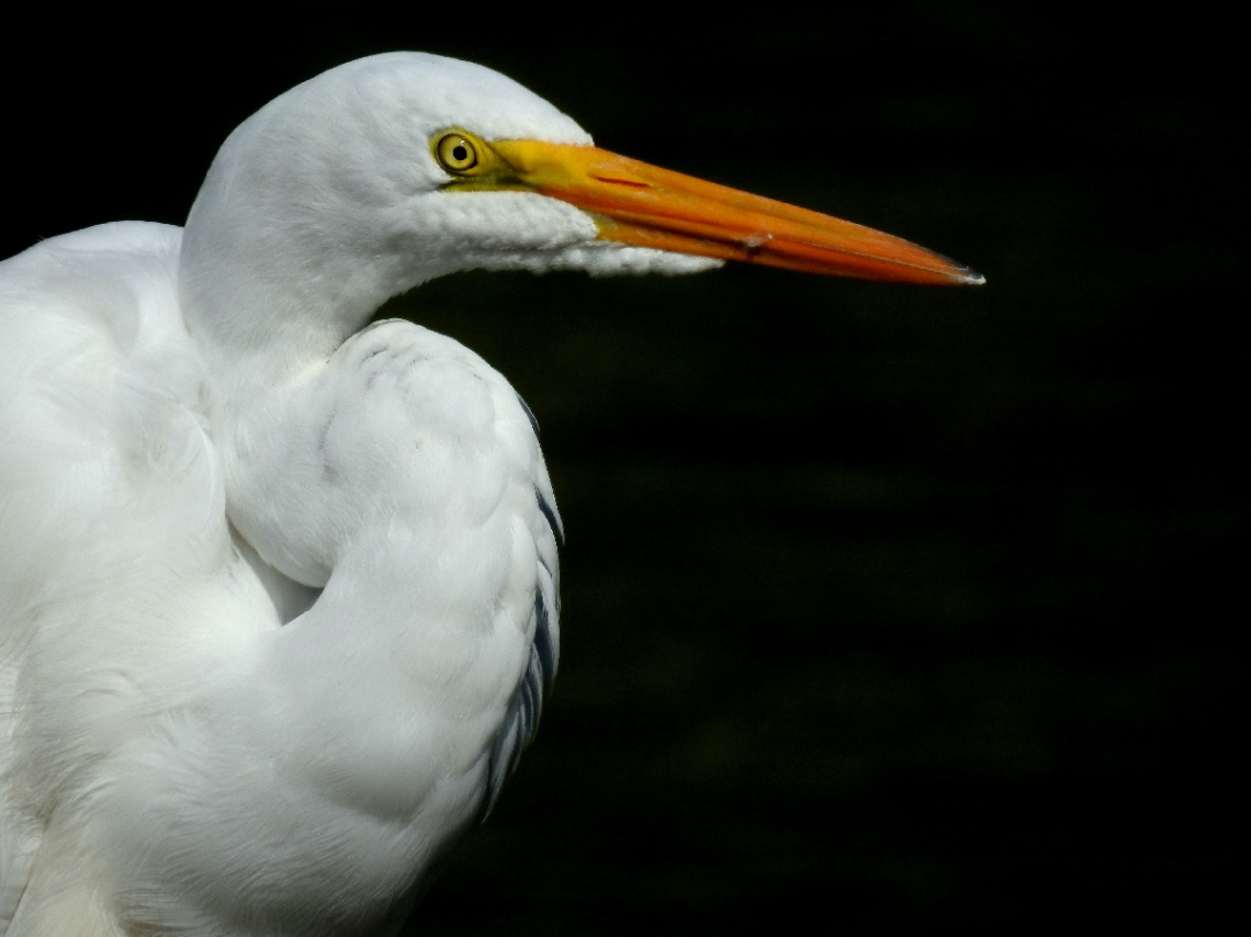 Snowy Egret