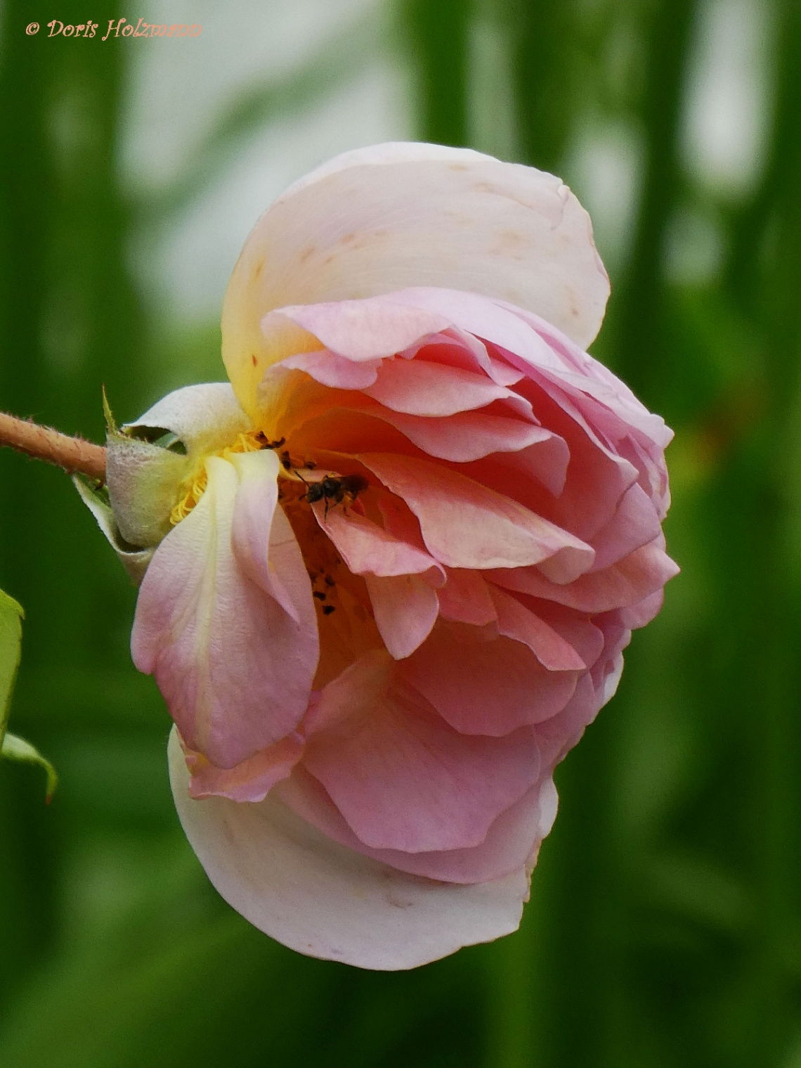 Rosenblüte mit Besuch