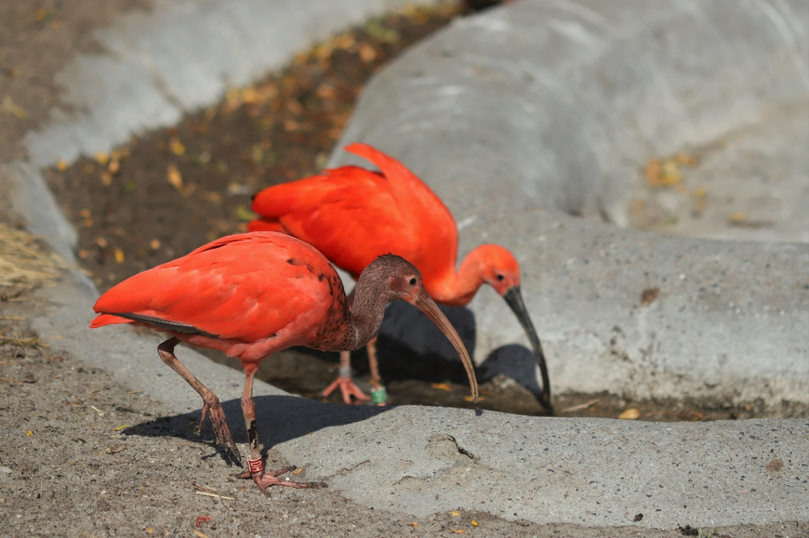 Two red...