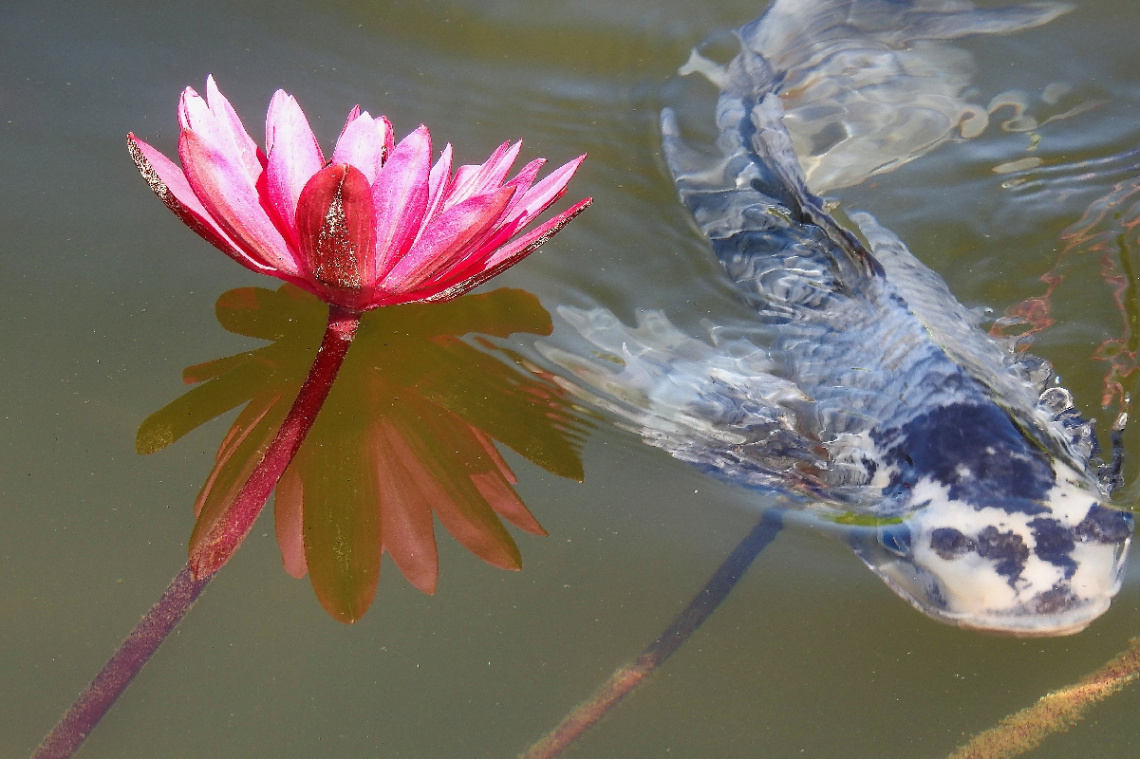 Fish Carpa and Nymphae 