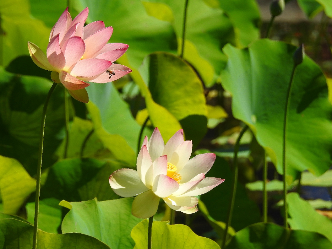 Lotus flowers