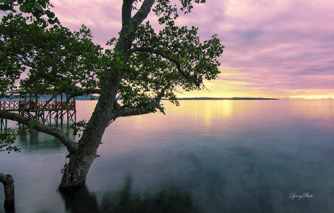 Just mangrove