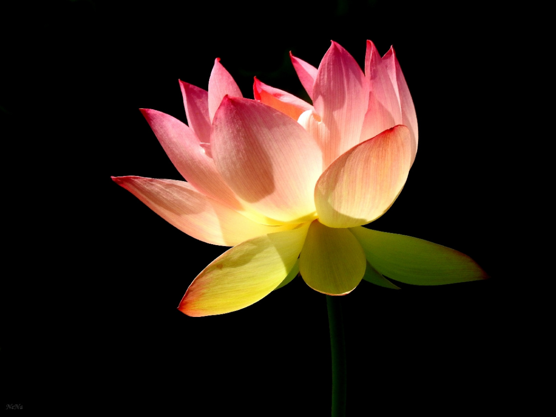 Lotus flower