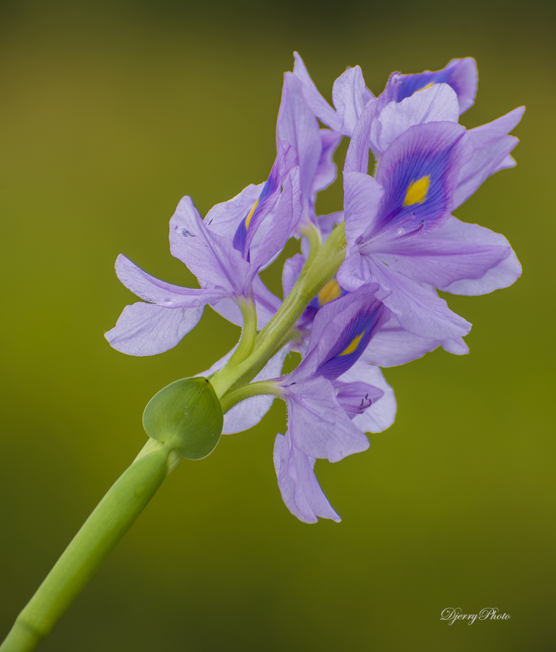 Water hyacinth flowers