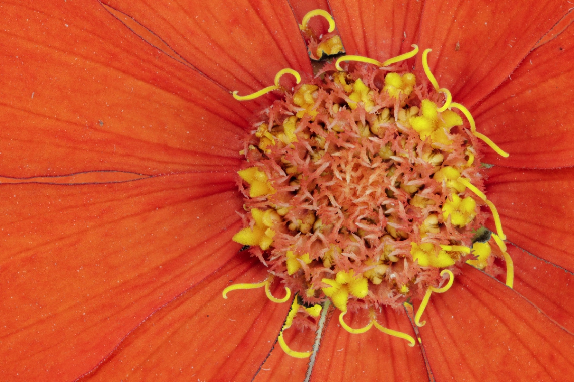 Zinnia elegans