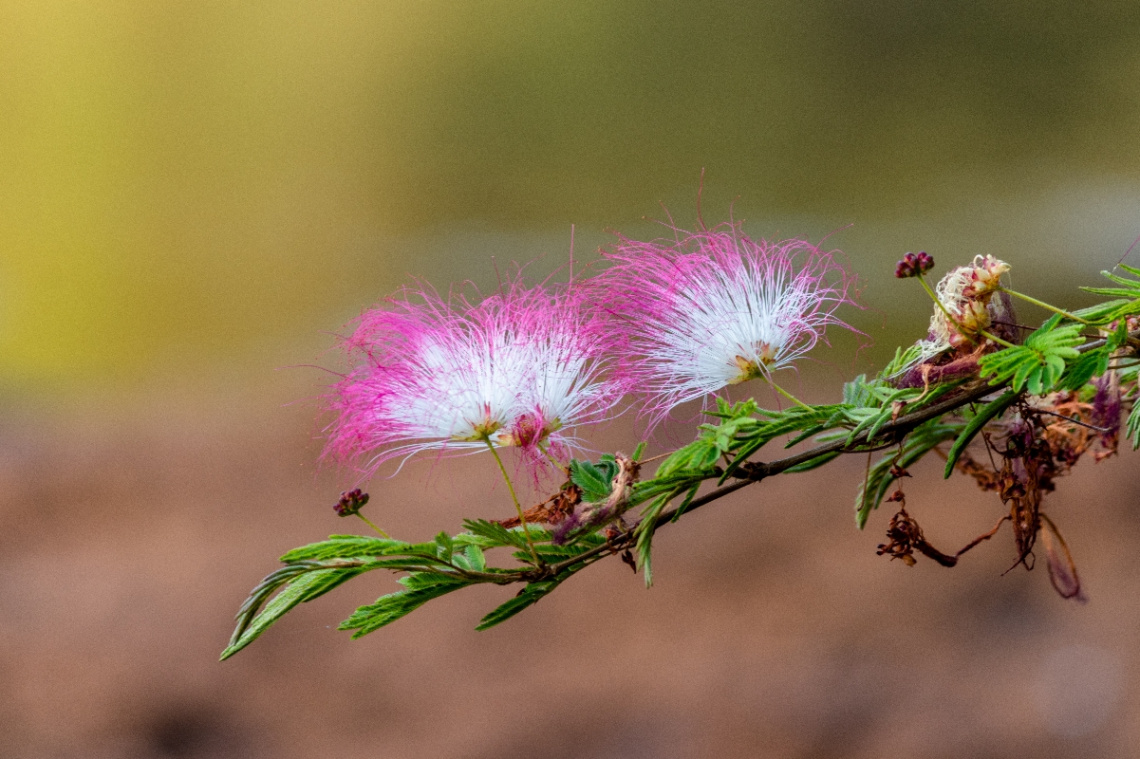 Flores da floresta