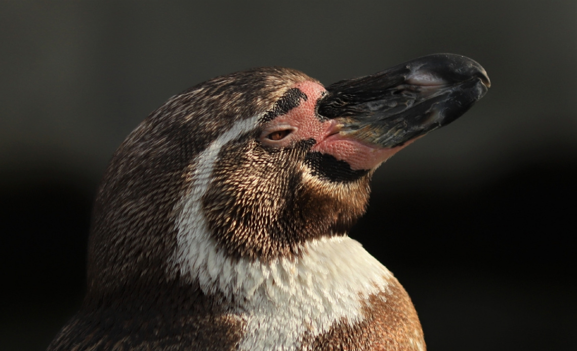 A Penguin Profile