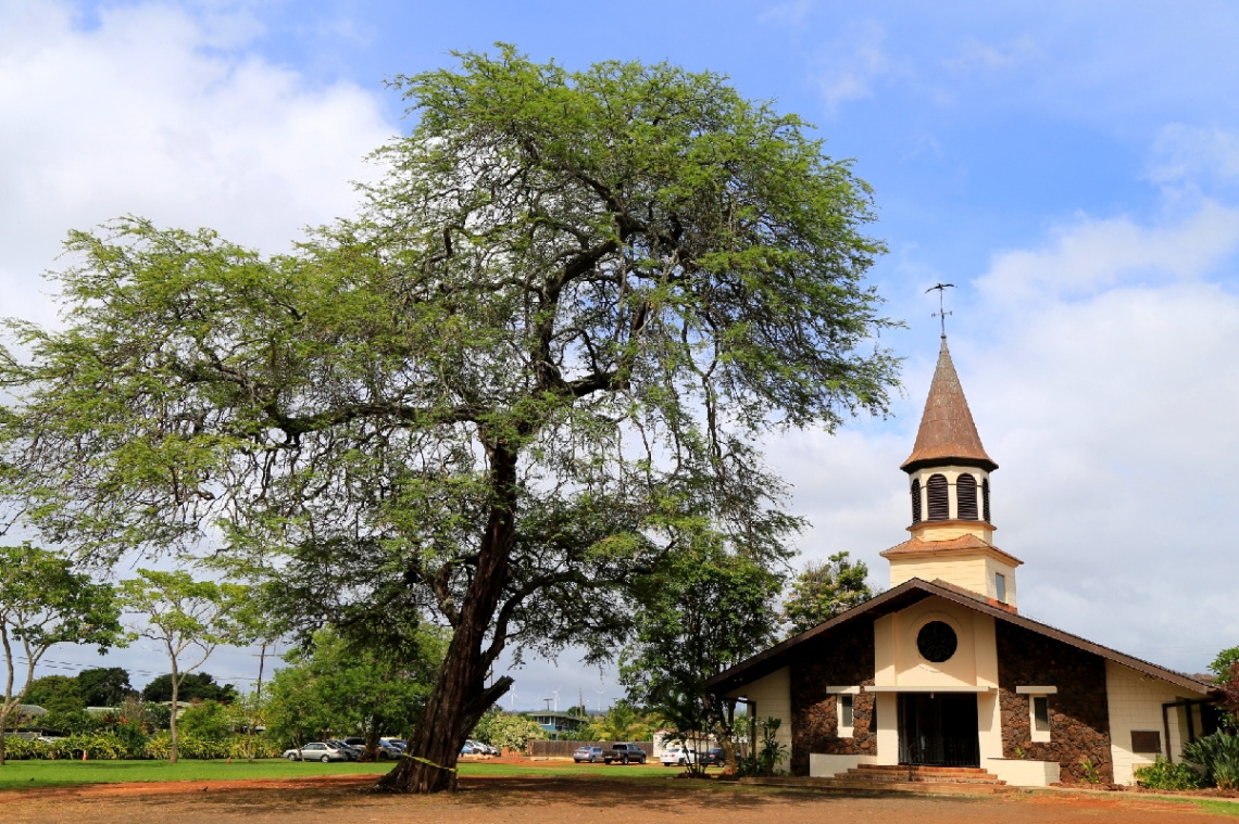 Old church & tree