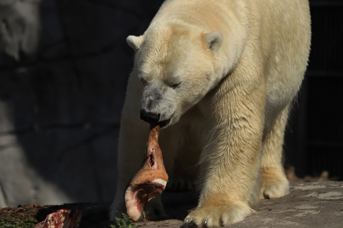 Polar Bears Breakfeast