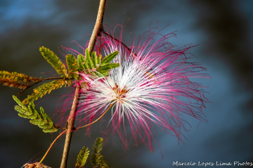 Flor na natureza