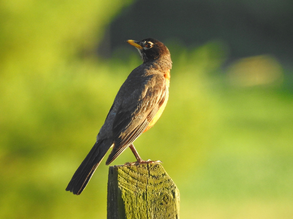 Juvenile American robin