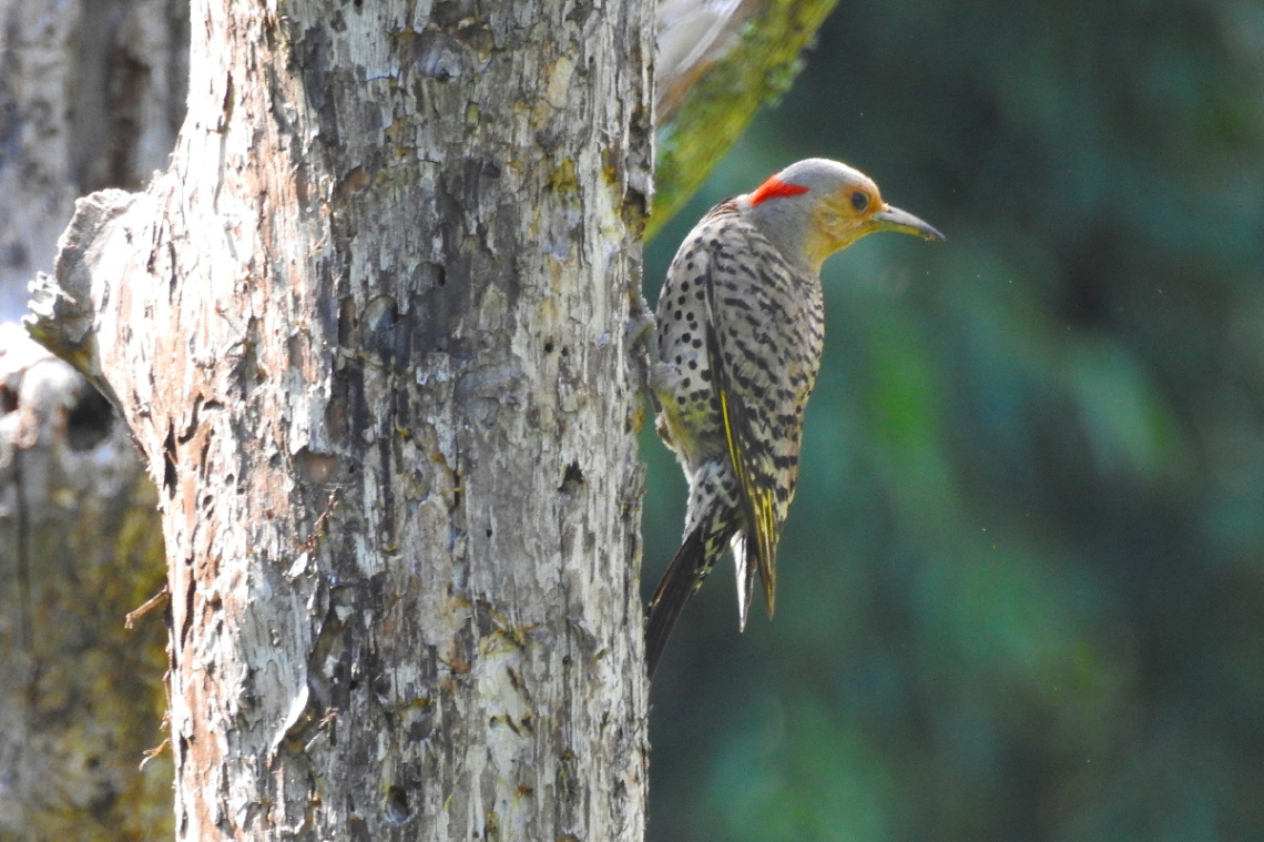 Woodpecker 