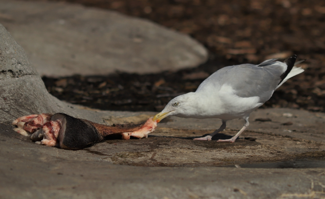 A feast for a seagull