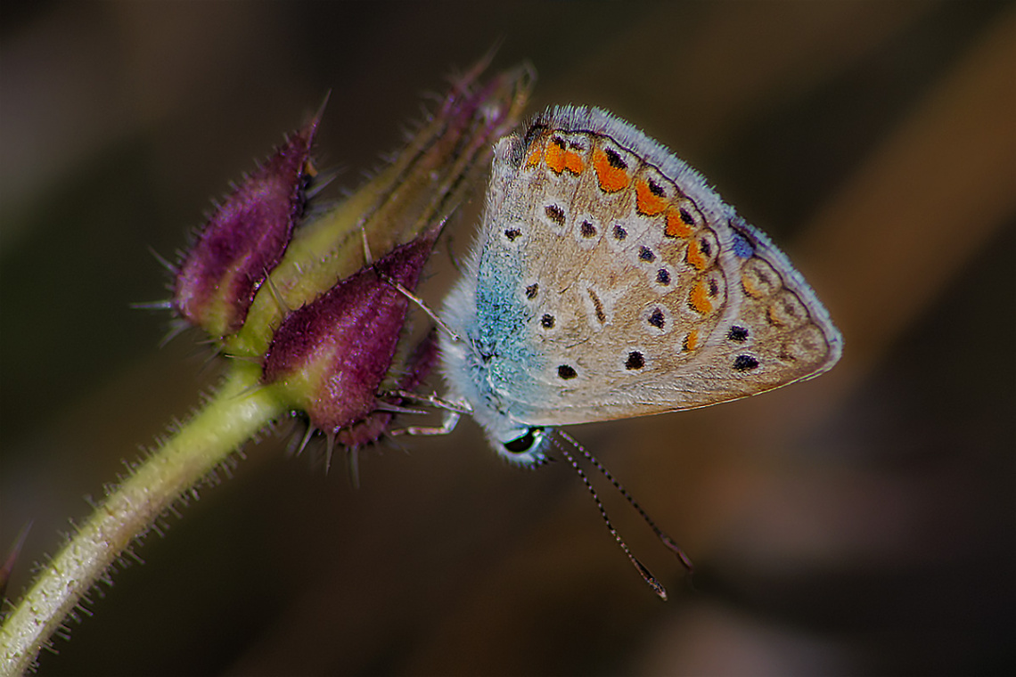 Çokgözlü Kelebek 22.08.2014