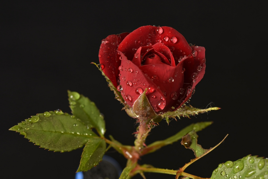 red rose and drops