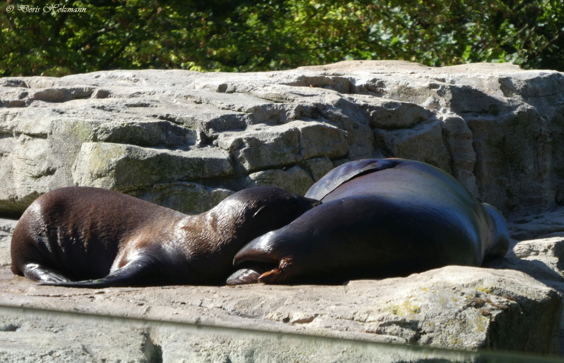 Nachwuchs bei den Seehunden