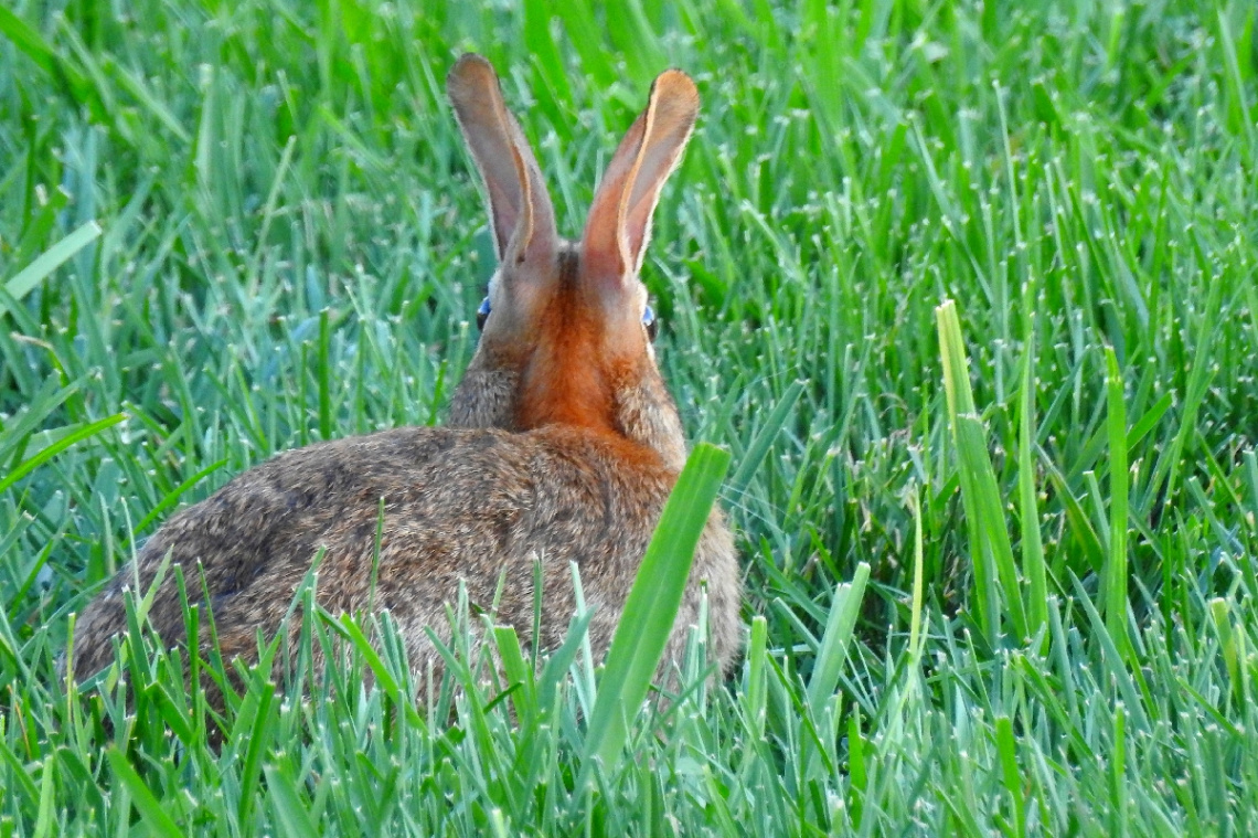 Attentive Rabbit