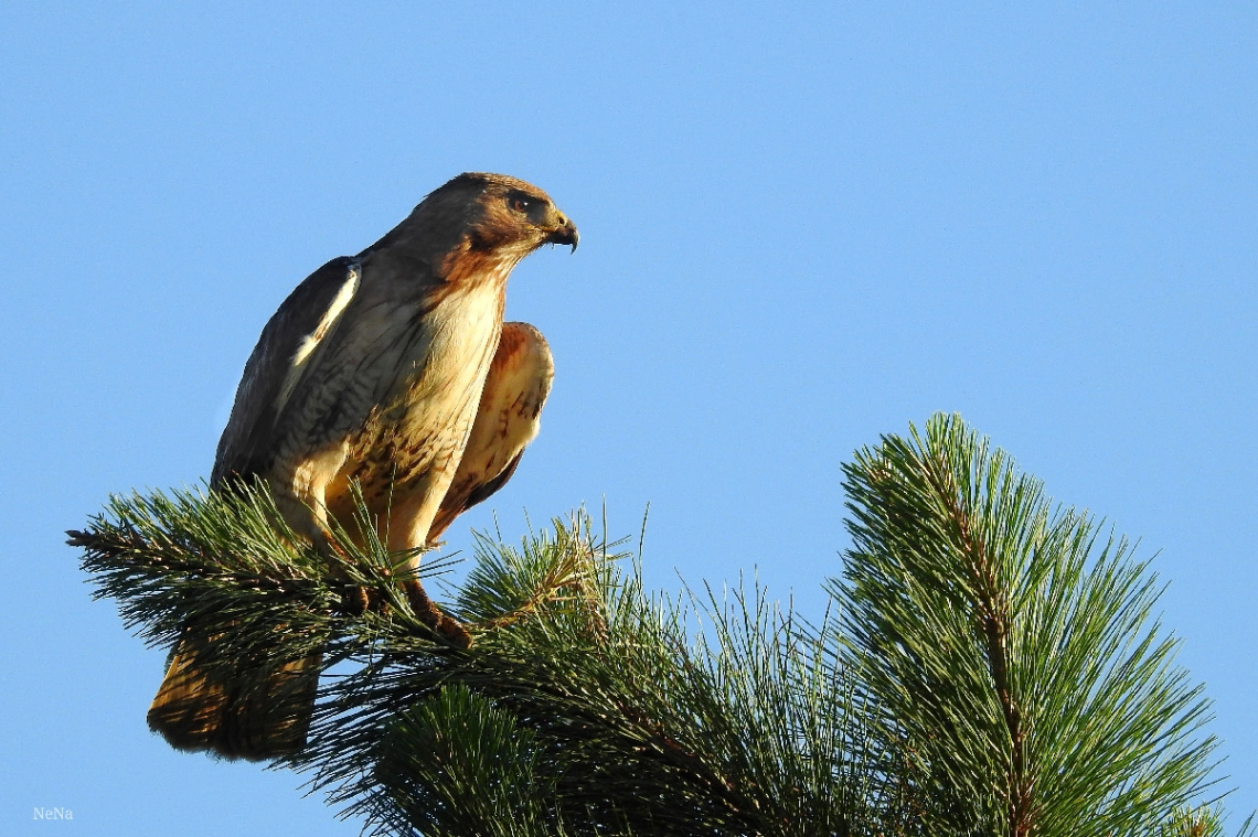 Broad-winged Hawk