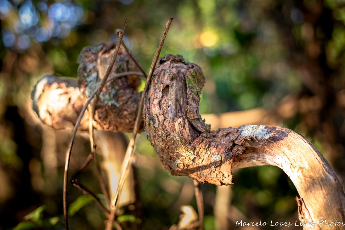 Coisas da natureza