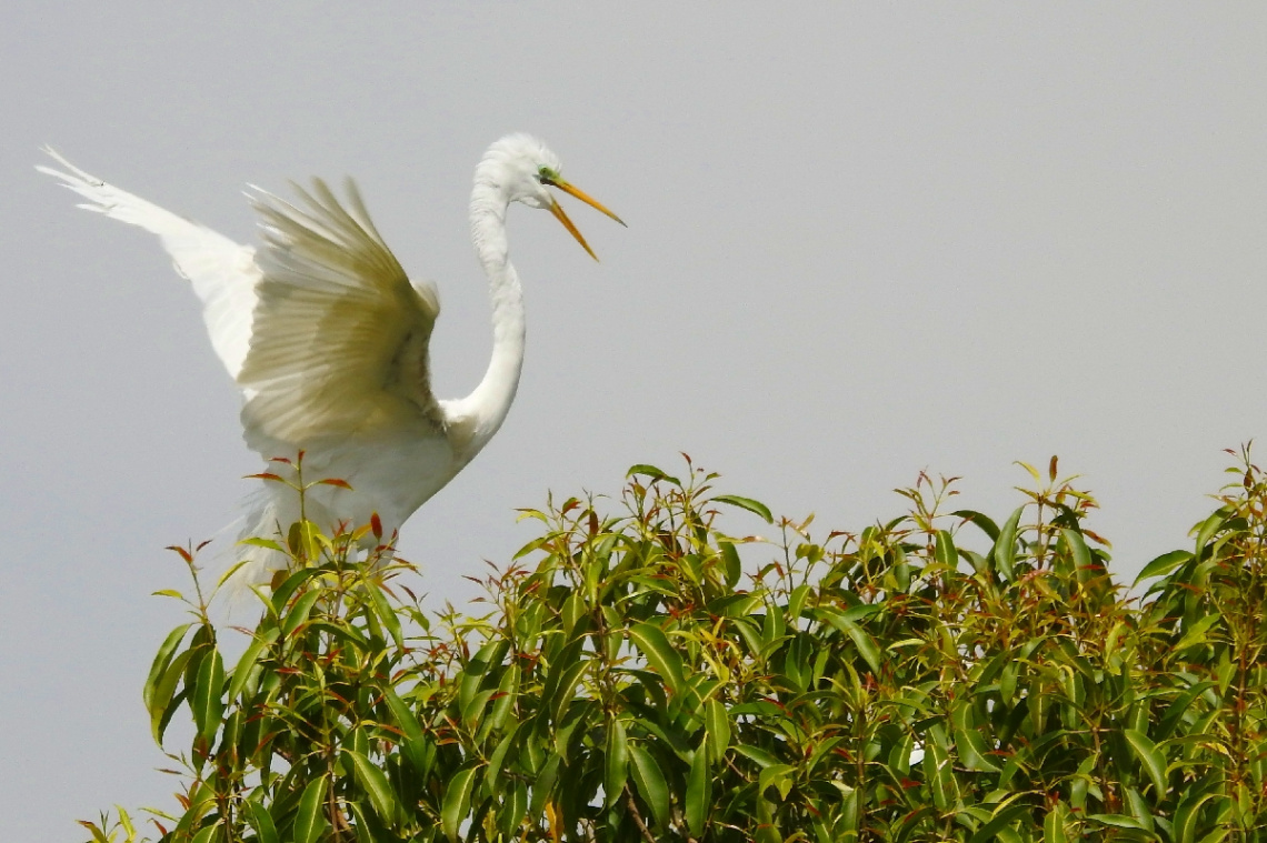 Great Egret 