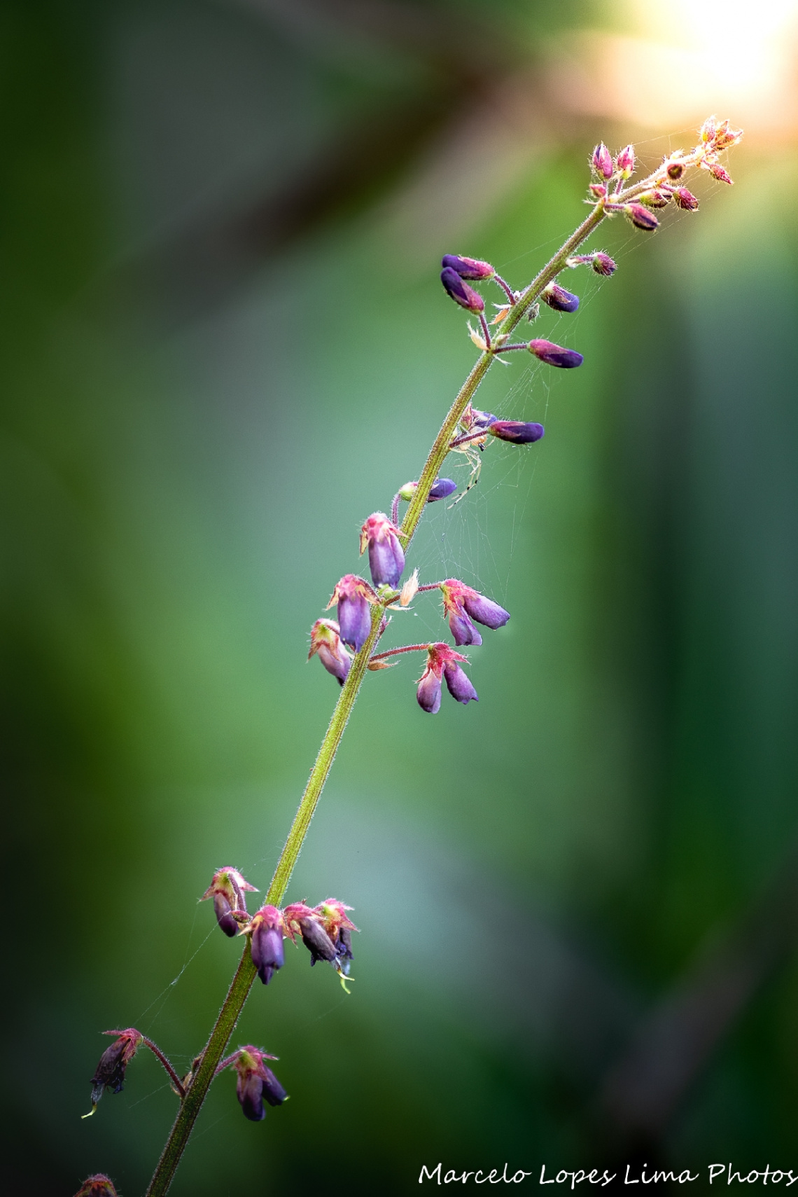 Pequenina flor