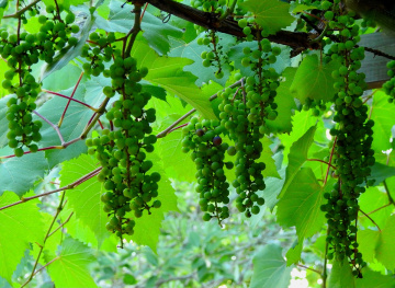 Uvas