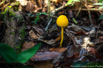 Temporada de cogumelos na primavera brasileira.