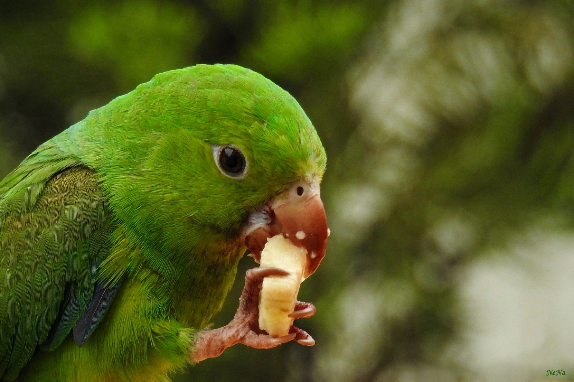 Eating Banana