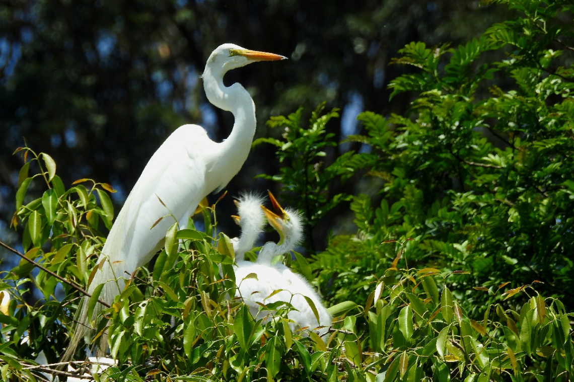 Mother egret and her baby birds