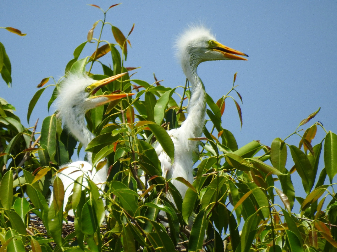 Egret baby birds